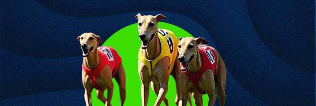 Jak obstawiać wyścigi psów? Obstawianie sportów wirtualnych